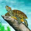 Rothalsschmuckschildkröte
