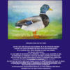 Ente Stockente blau